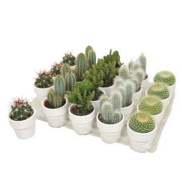 Kaktus MIX IN POT