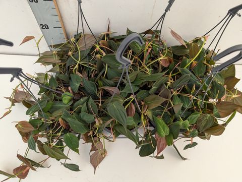 Філодендрон scandens micans