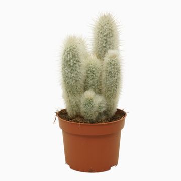 Austrocephalocereus dybowskii