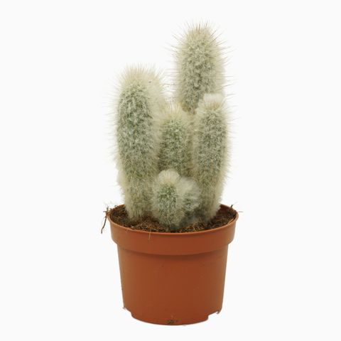 Austrocephalocereus dybowskii