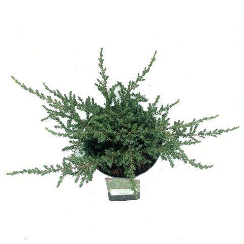 Juniperus communis 'Ristol'