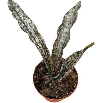 Sansevieria kirkii 'Coppertone'