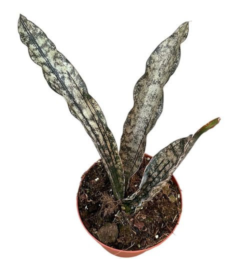 Sansevieria kirkii 'Coppertone'