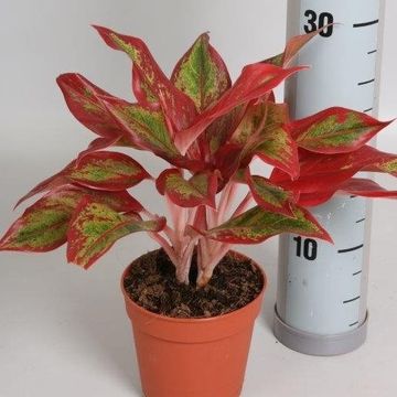Aglaonema 'Crete Flame'