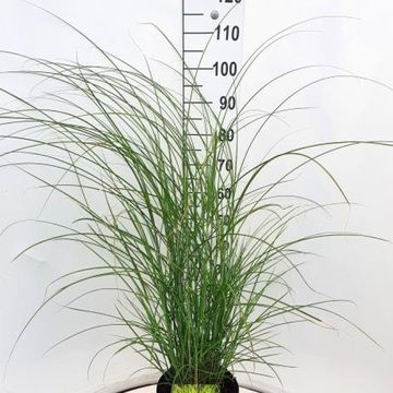 Miscanthus sinensis 'Gracillimus'