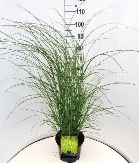 Miscanthus sinensis 'Gracillimus'