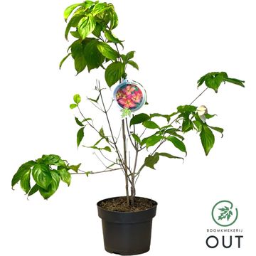 Cornus kousa 'Satomi'