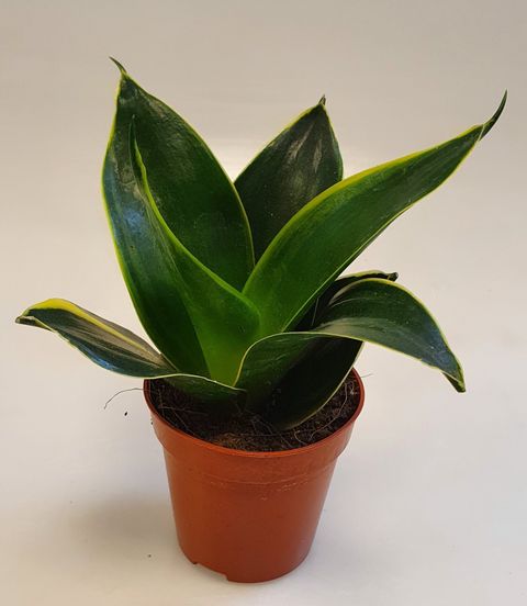 Sansevieria 'Emerald Star'