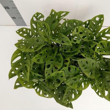Monstera adansonii