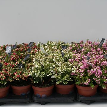 Gaultheria mucronata MIX