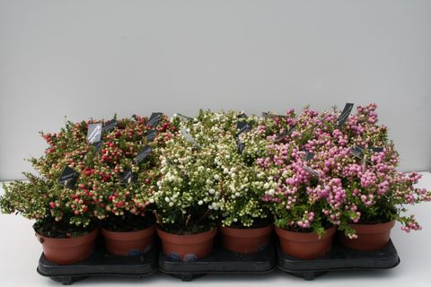 Gaultheria mucronata MIX