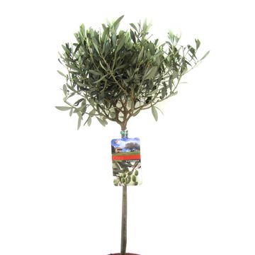 Olea europaea