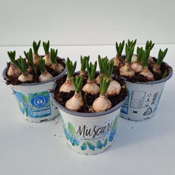 Muscari 'Manon'