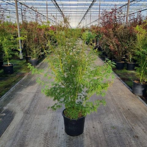 Acer palmatum 'Seiryu'