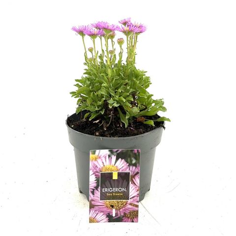 Erigeron glaucus 'Sea Breeze'