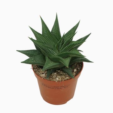 Haworthia limifolia