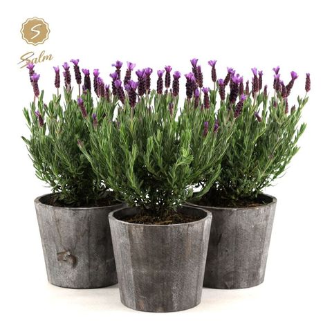 Lavandula stoechas 'Anouk'