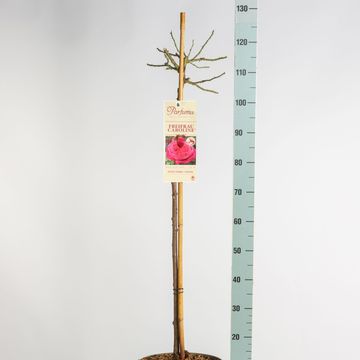 Rosa FREIFRAU CAROLINE