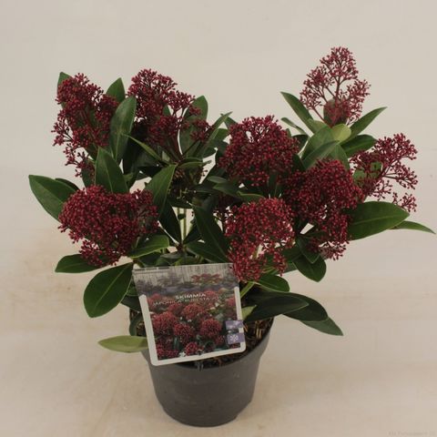 Skimmia japonica 'Rubella'