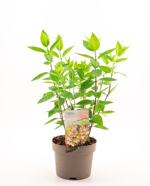 Hydrangea paniculata PASTELGREEN