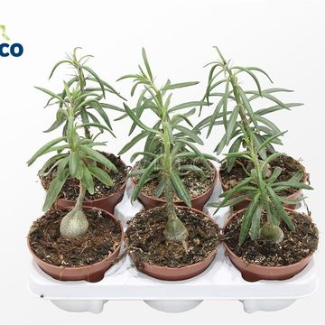 Pachypodium succulentum