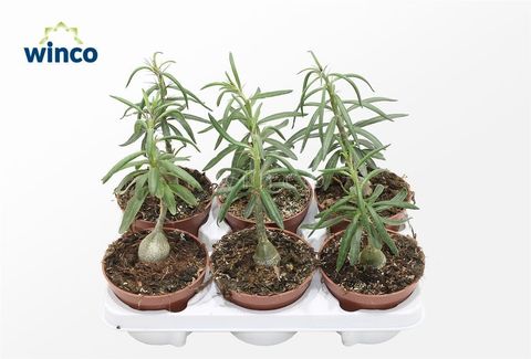 Pachypodium succulentum