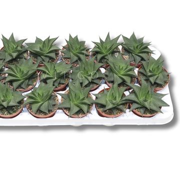 Haworthia limifolia 'Twister'