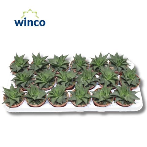 Haworthia limifolia 'Twister'