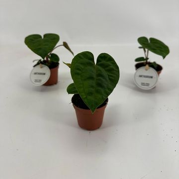 Anthurium 'Dark Phoenix'