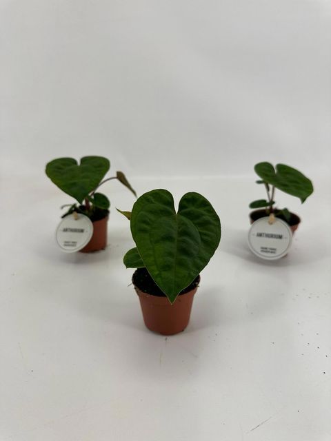 Anthurium 'Dark Phoenix'