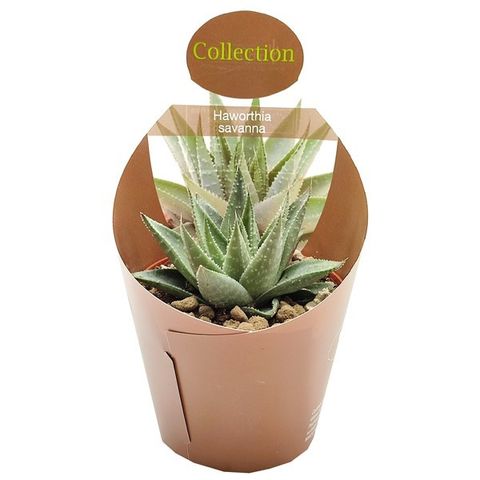 Haworthia 'Savanna'