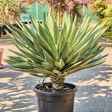 Yucca gloriosa 'Variegata'