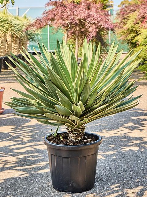 Yucca gloriosa 'Variegata'