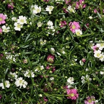 Gypsophila muralis MIX IN POT