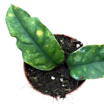 Hoya multiflora 'Variegata'