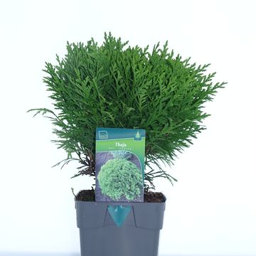 Thuja occidentalis 'Danica'