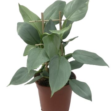 Філодендрон hastatum