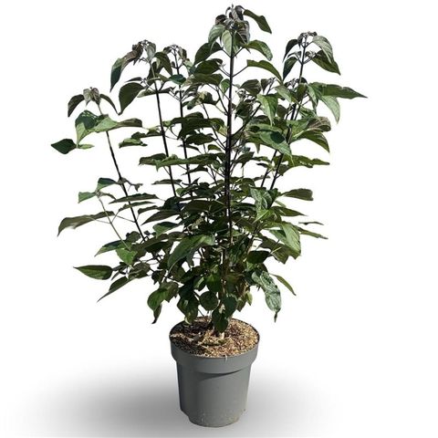 Clerodendrum trichotomum fargesii