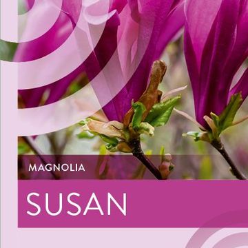 Magnolia 'Susan'