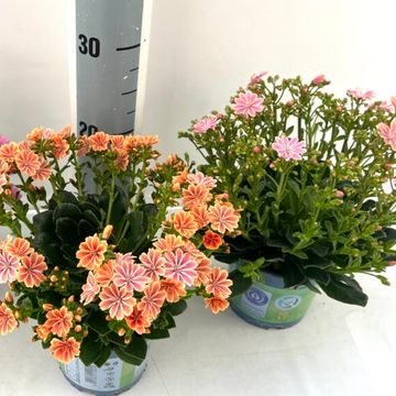 Lewisia cotyledon MOUNTAIN DREAMS MIX