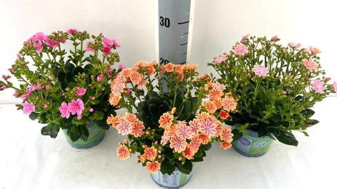 Lewisia cotyledon MOUNTAIN DREAMS MIX