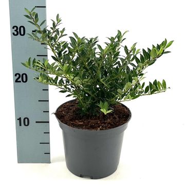 Ilex crenata 'Glory Gem'