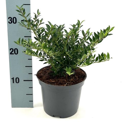 Ilex crenata 'Glory Gem'