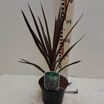 Cordyline australis 'Red Star'