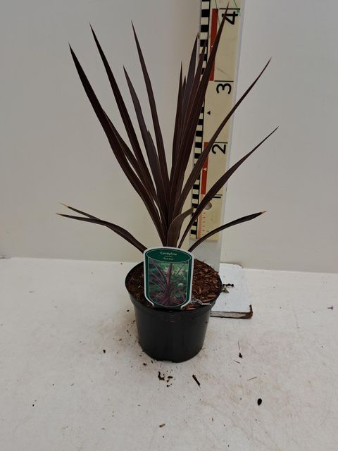 Cordyline australis 'Red Star'