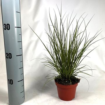 Carex 'Phoenix Green'