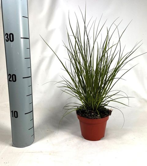 Carex 'Phoenix Green'