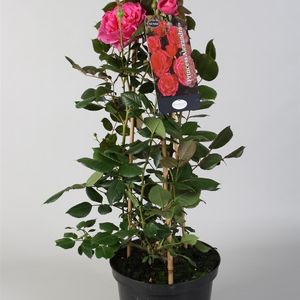 Rosa MIX (FBB Plant)