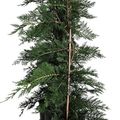 x Cupressocyparis leylandii