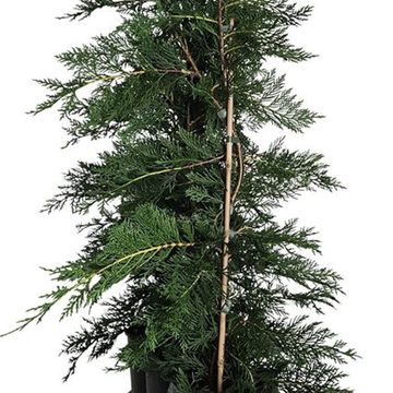 x Cupressocyparis leylandii